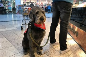 Der PTBS-Soldatenhund