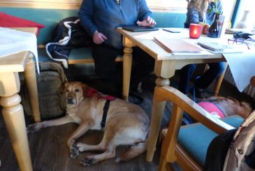 Der PTBS-Soldatenhund