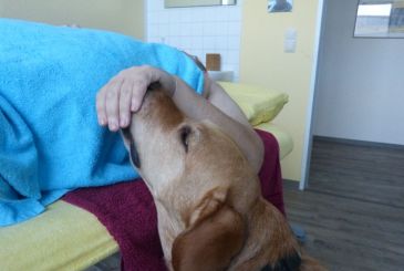 Der PTBS-Soldatenhund