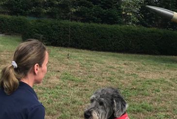 Der PTBS-Soldatenhund