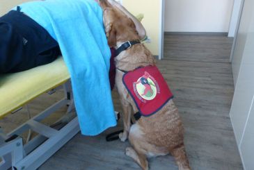 Der PTBS-Soldatenhund