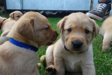 Emil & Therapiehund Dolly