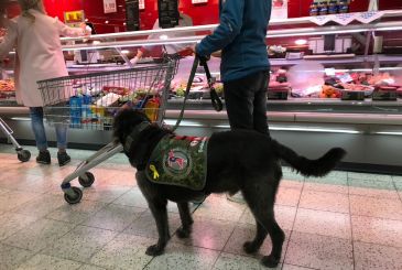 Der PTBS-Soldatenhund