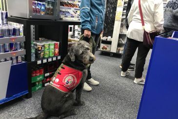 Der PTBS-Soldatenhund